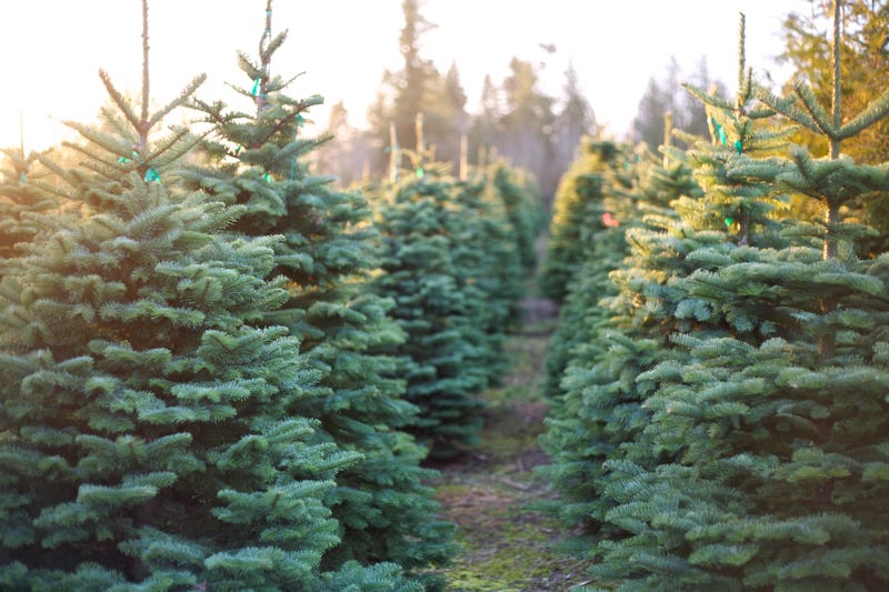 Christmas trees