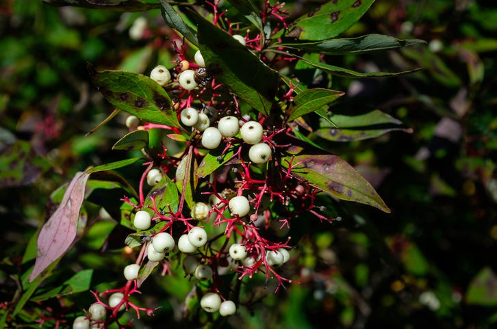 Poison Sumac