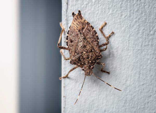 Brown marmorated stink bug