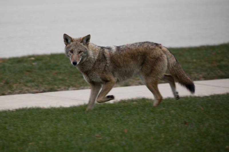 Coyote running in a lawn.