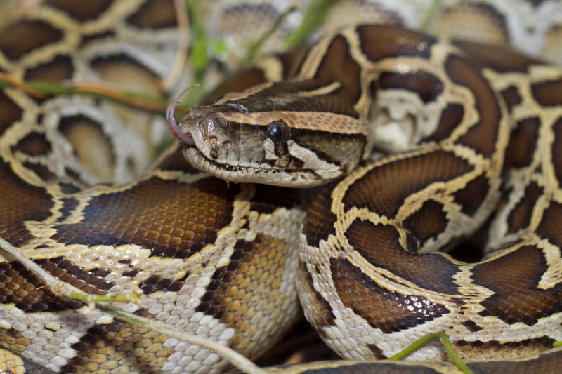 A Burmese python