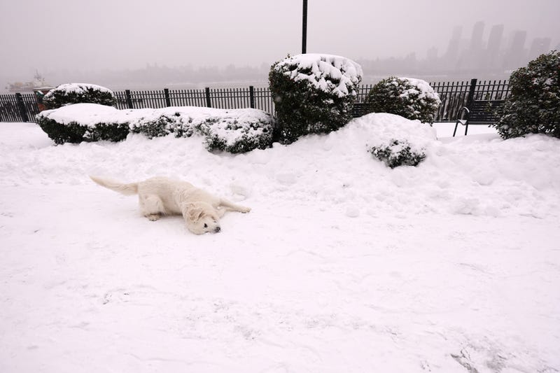 A dog plays on a snowy sidewalk on January 29, 2022 in West New York, New Jersey