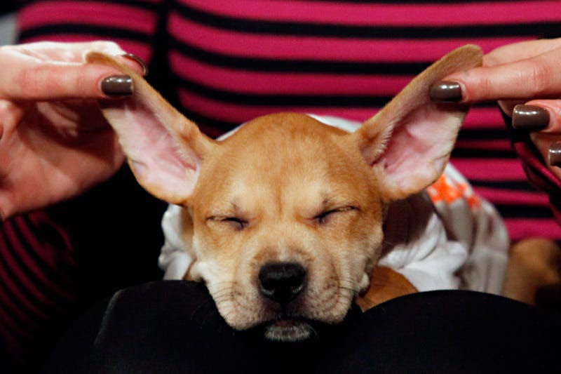 Puppy Bowl