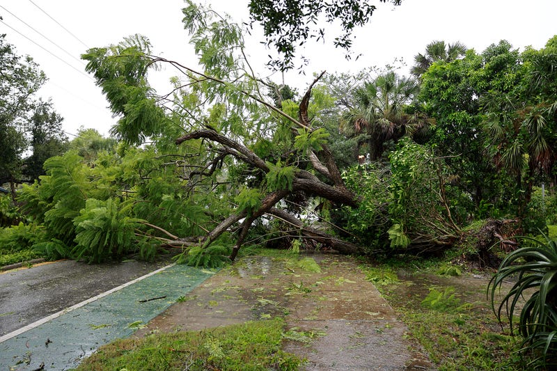 A downed tree covers the road after being toppled by the winds and rain from Hurricane Ian on September 28, 2022 in Sarasota, Florida