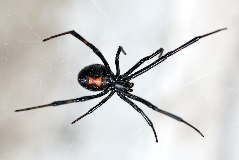 Spider