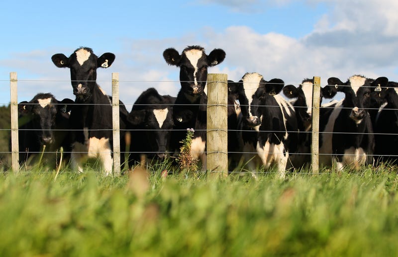 cows