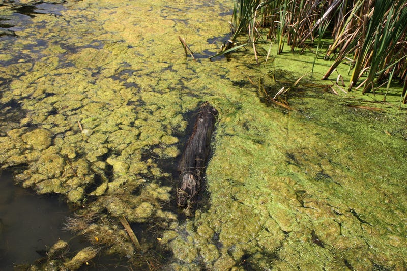 Blue-Green Algae