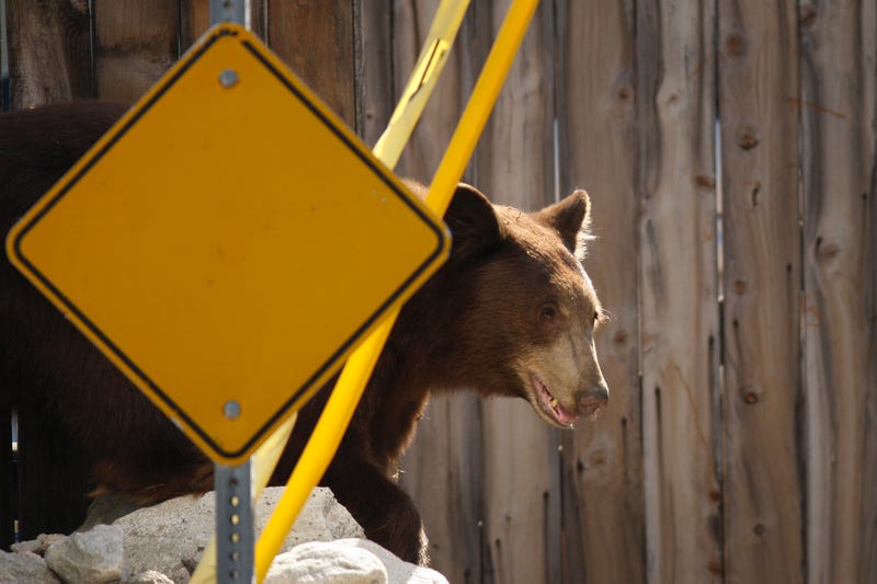 An adult black bear walks through a residential neighborhood.