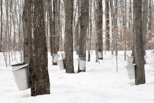 Tapped Maple Trees