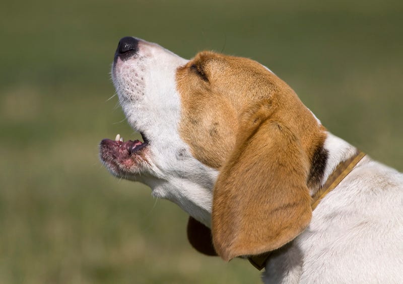 Barking dog stock photo.