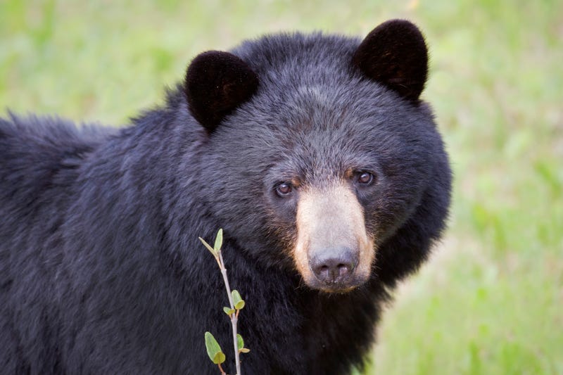 Black bear looking into the camera.