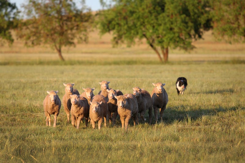 Dog herding sheep