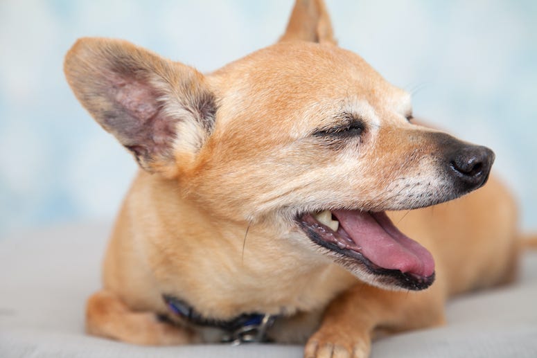 Chihuahua, Dog, Panting