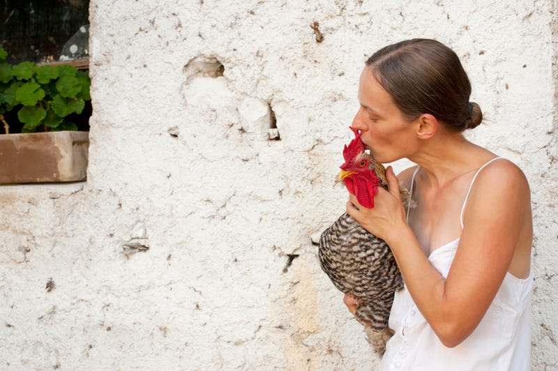 kissing a chicken