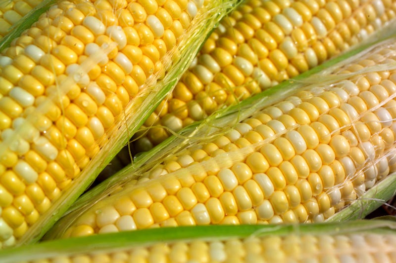 Corn stock photo.