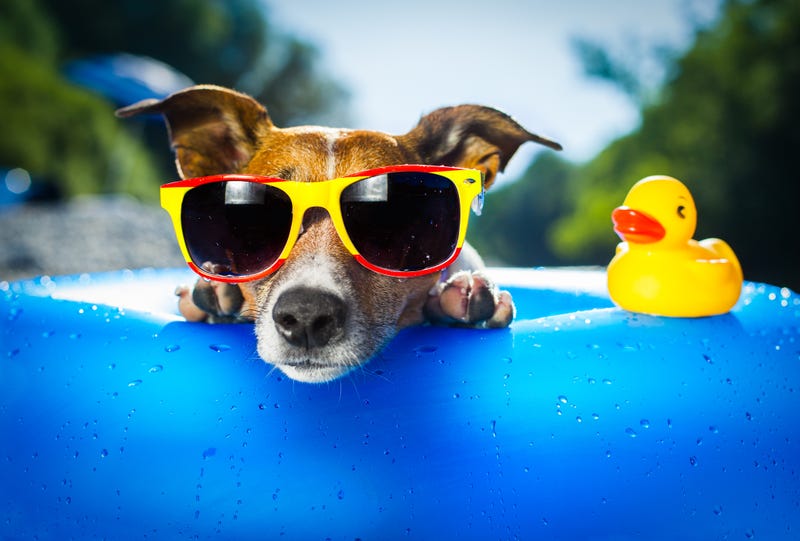 Manayunk Dog Day of Summer