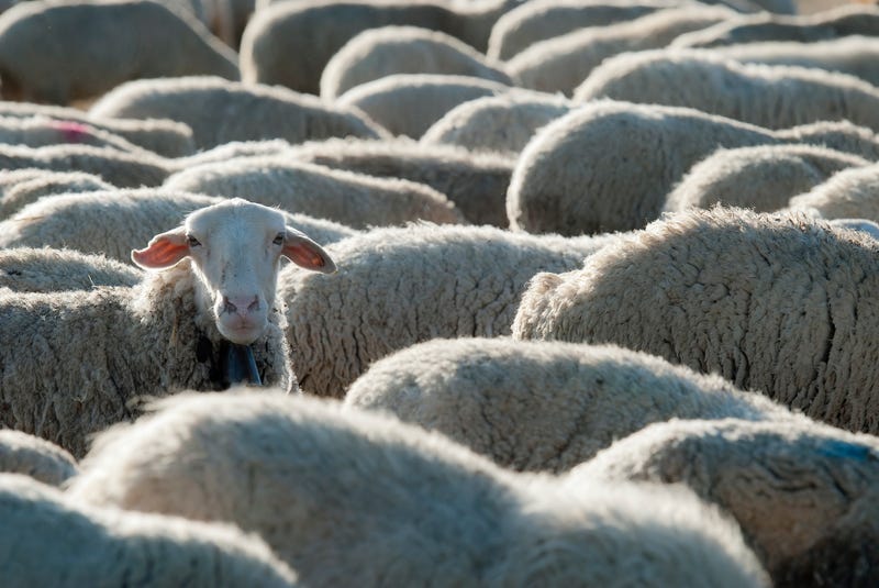 Flock of sheep stock photo.