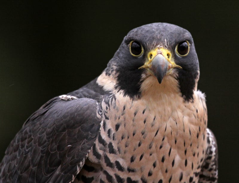Peregrine Falcon