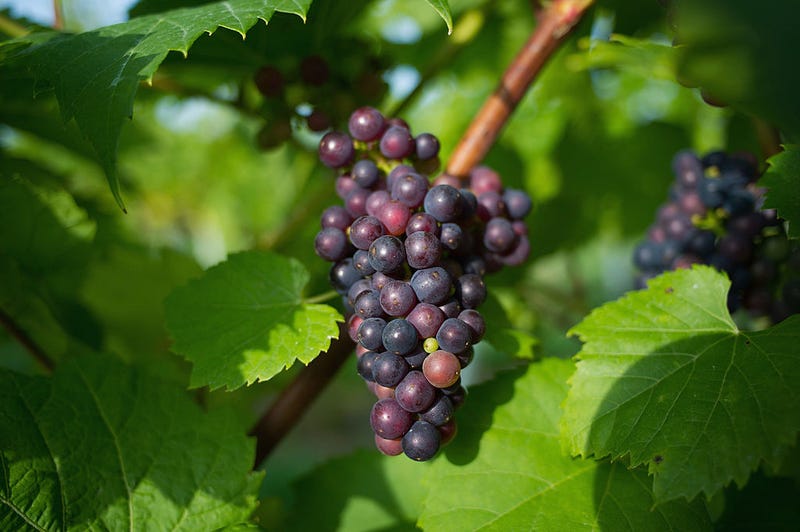 Commuters are facing unexpected traffic Wednesday due to thousands of grapes.