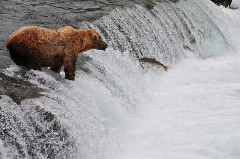 Bear catching salmon