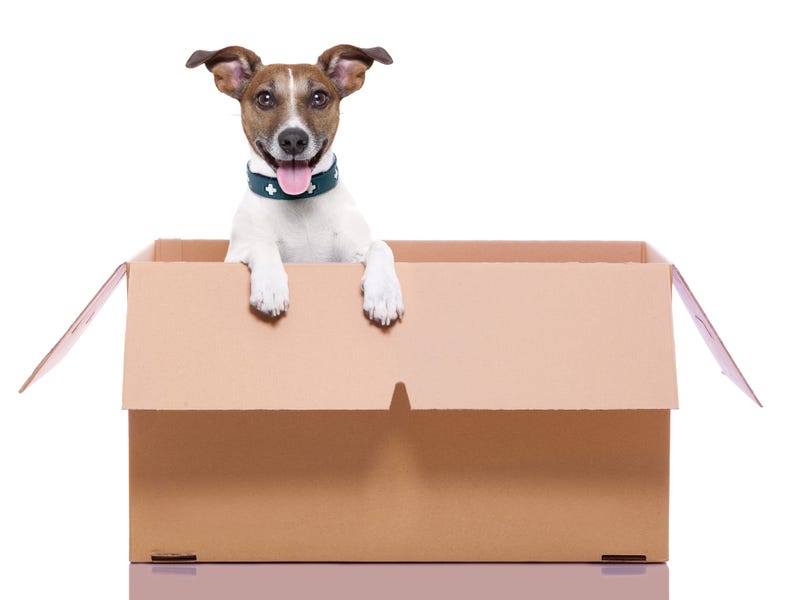 mail dog in a brown moving box