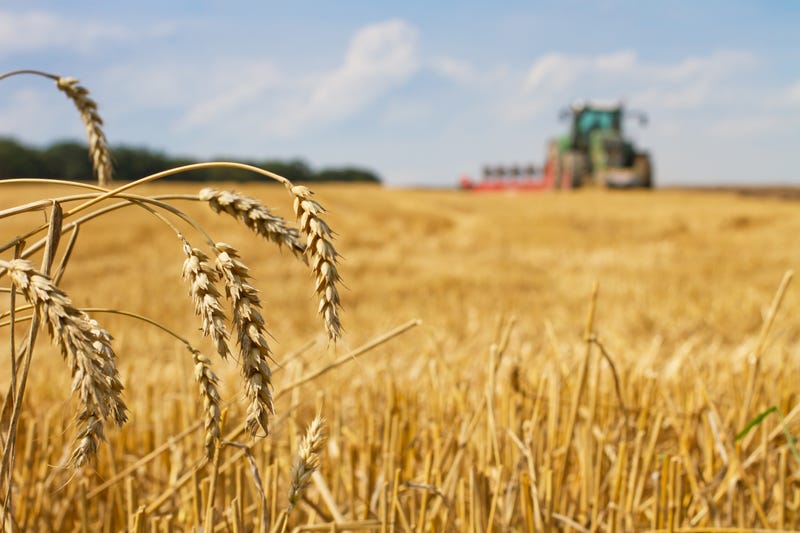 wheat field