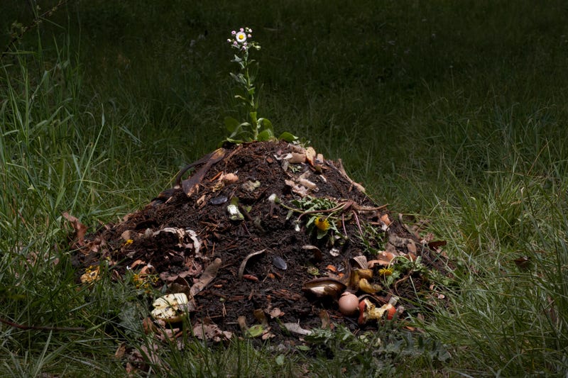 small pile of composted dirt with a little sprout growing out of it