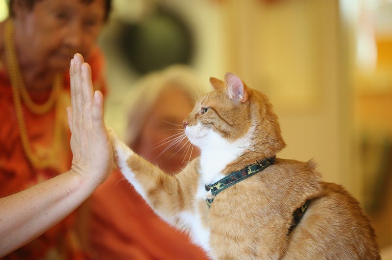 cat