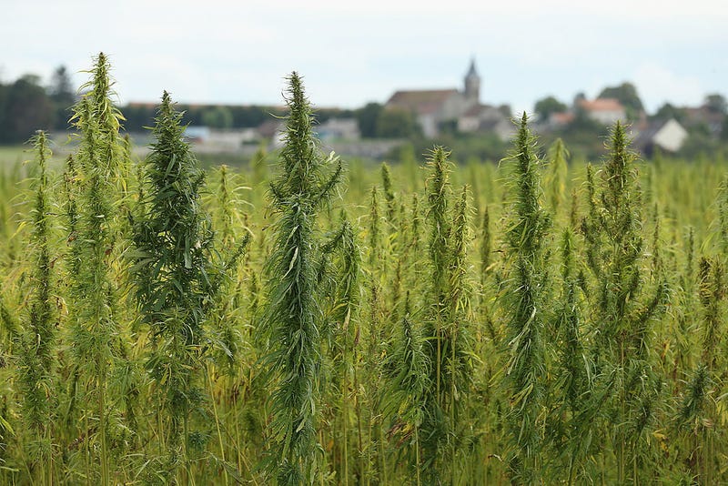 weed plants