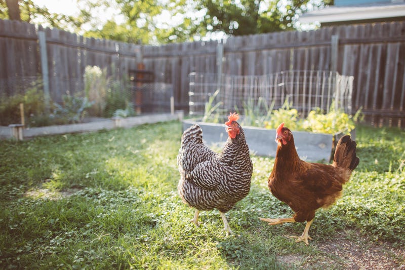 Backyard chickens