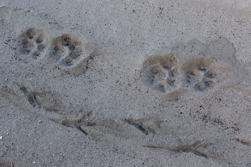 Mountain lion and great blue heron tracks cross the dry upper reaches of San Gabriel Reservoir in the Angeles National Forest on January 22, 2014 in near Azusa, California.