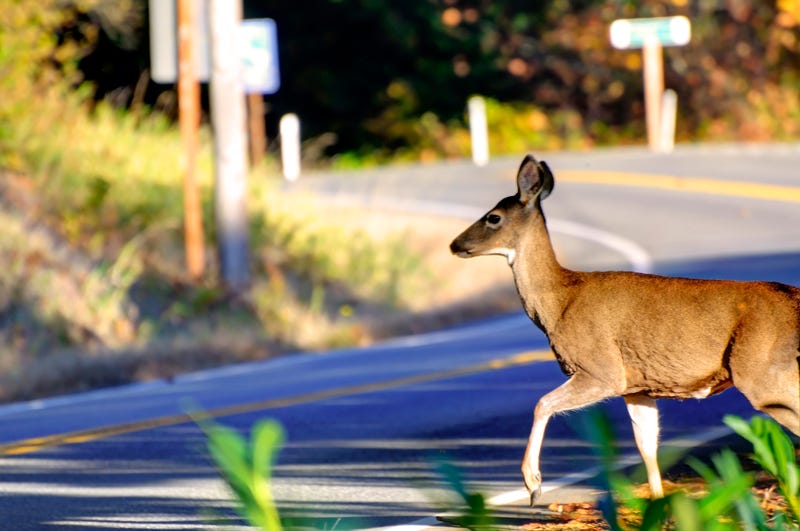 The seasonal change from summer to autumn brings cooler temperatures and falling leaves, but police warn Michigan's almost 2 million deer are also active, creating dangerous road condition for drivers.