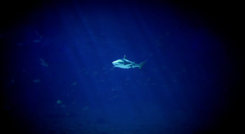 Shark Tank