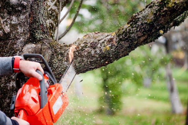 Cutting tree with a chainsaw