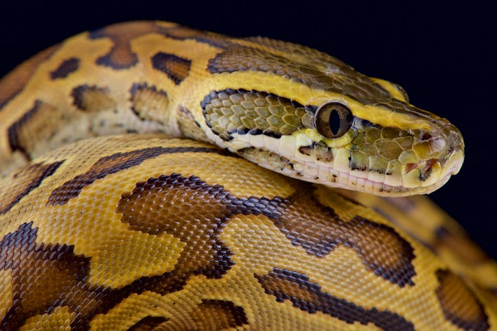 Python wrapped up.