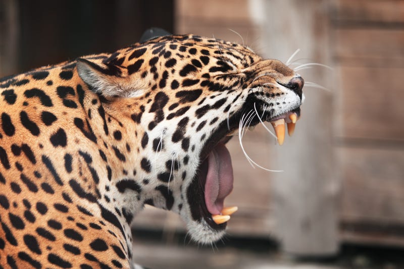Portrait of wild animal