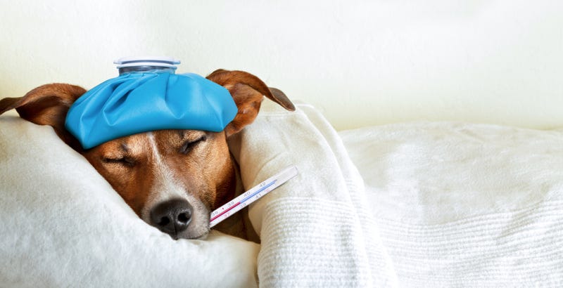 dog with thermometer in mouth