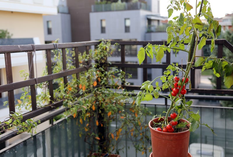 Tomato plant on a city patio
