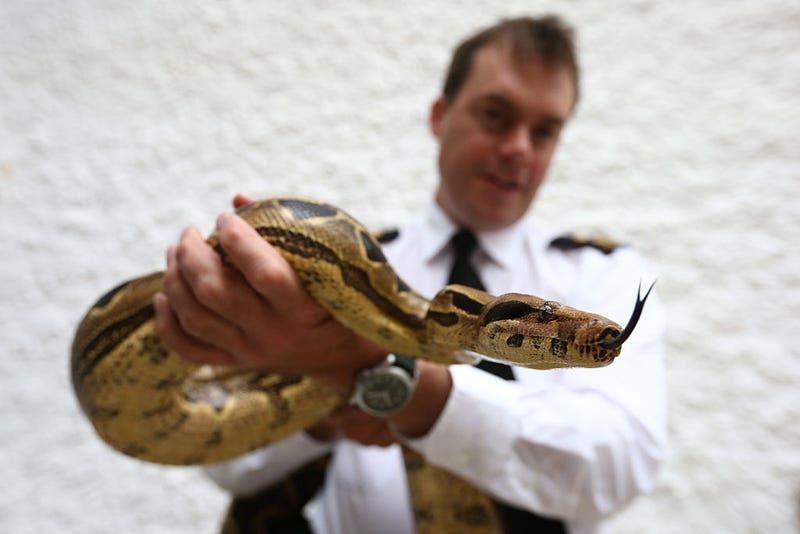 An inspector handles a boa constrictor at a reptile rescue centre.