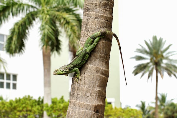 Iguana crawling on tree