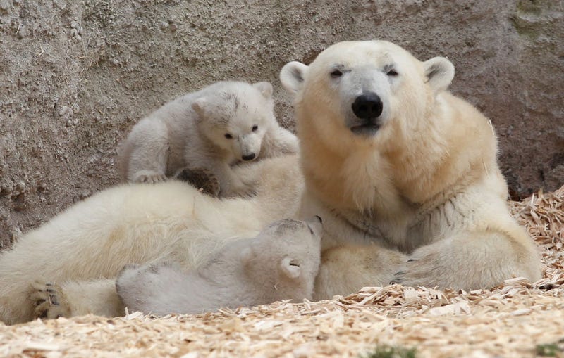 14 week-old twin polar bear cubs play next to their mother at a Munich zoo.