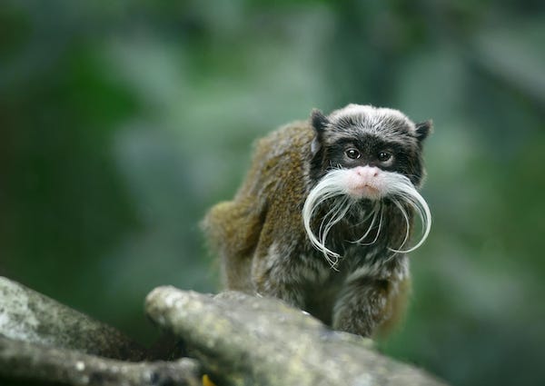 Emperor tamarin monkey with big funny mustache
