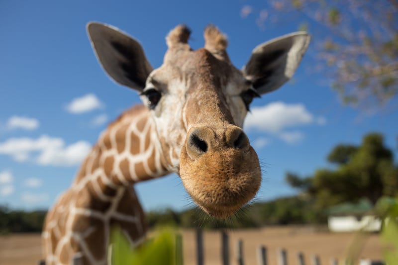 Giraffe at Zoo