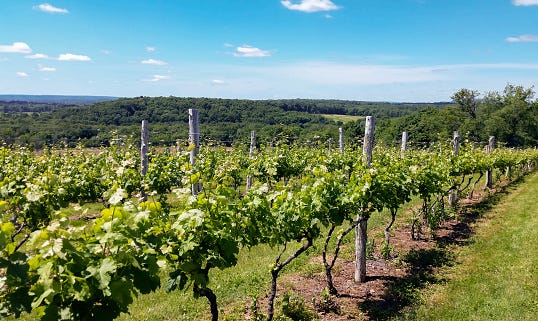 Connecticut Vineyard