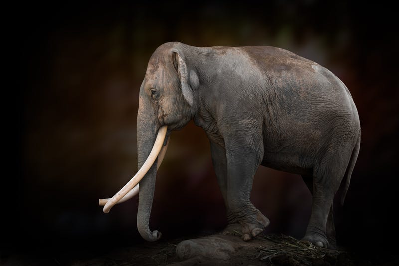 Councilman Renews Complaint Over LA Zoo's Treatment of Billy the Elephant