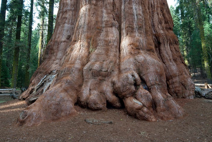 General Sherman Tree
