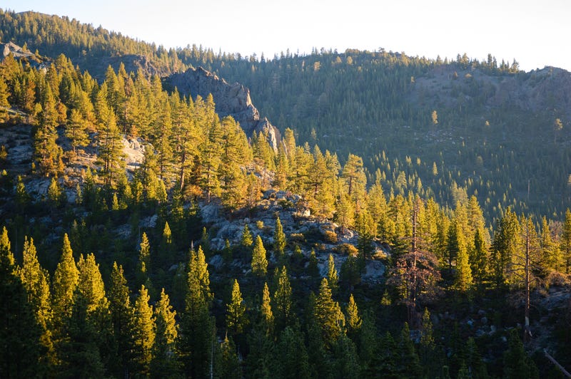 People cutting down the trees would also be helping with wildfire prevention.