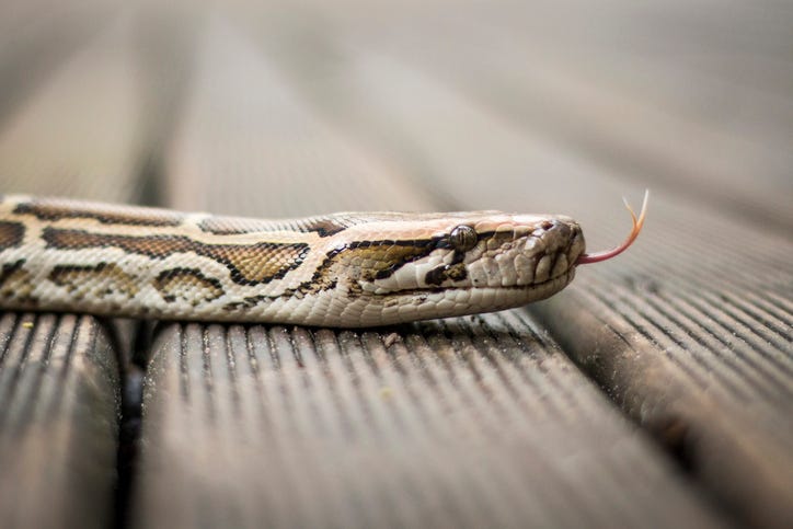 Snake on floor