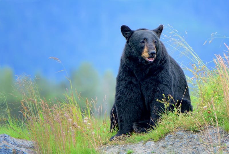 Black bear