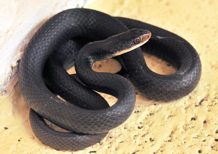 snake
